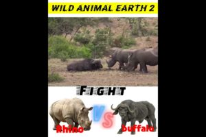 Rhino v/s buffalo//Craziest Fights of Wild animals_#shorts #willanimalsfights #wild_animal_earth_2