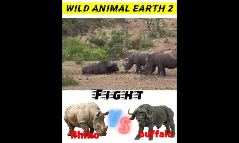 Rhino v/s buffalo//Craziest Fights of Wild animals_#shorts #willanimalsfights #wild_animal_earth_2