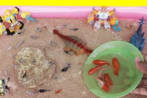 Robots And Dinosaurs Playing With Guppies Mickey Molly - Cute Baby Animals Videos The Animals Around