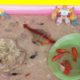 Robots And Dinosaurs Playing With Guppies Mickey Molly - Cute Baby Animals Videos The Animals Around