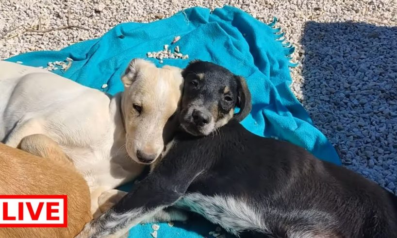 Roua playing with Matt!!Who is going to adopt these lovely puppies? - Takis Shelter