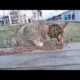 SHHHT ! ! Poor Stray CAT Was So Hungry When We Found Him / Animal Rescue Video 2022