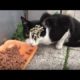 SHOCK ! ! Poor CAT RESCUED Just in Time! Feeding Abandoned Stray Cat And Animal Rescue