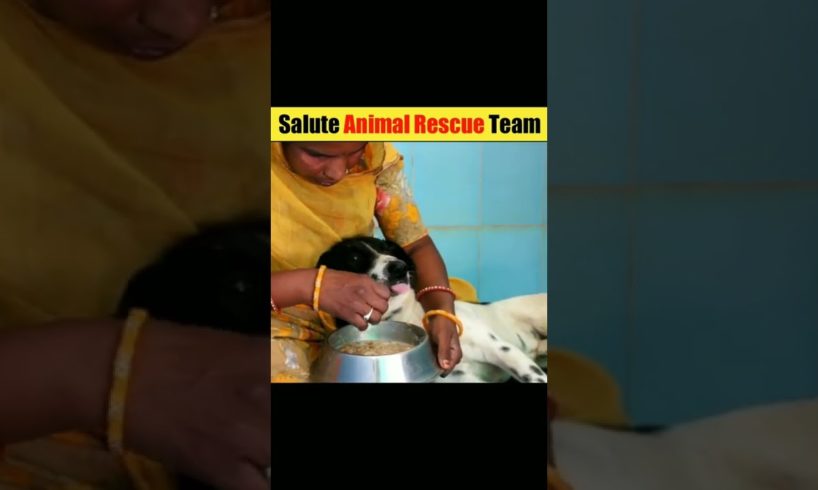 Salute To Animal Rescue | Animal | #short #rescue #shortvideo