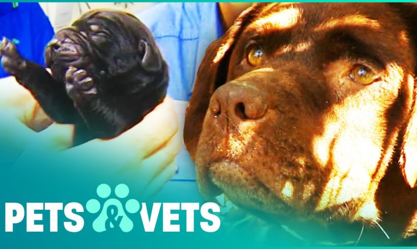 Scared Labrador Is Terrified To Leave Her Puppies | Animal Rescue | Pets & Vets