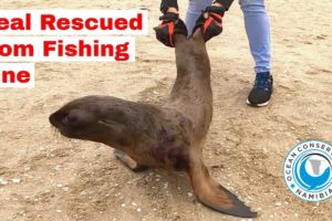 Seal Rescued from Fishing Line