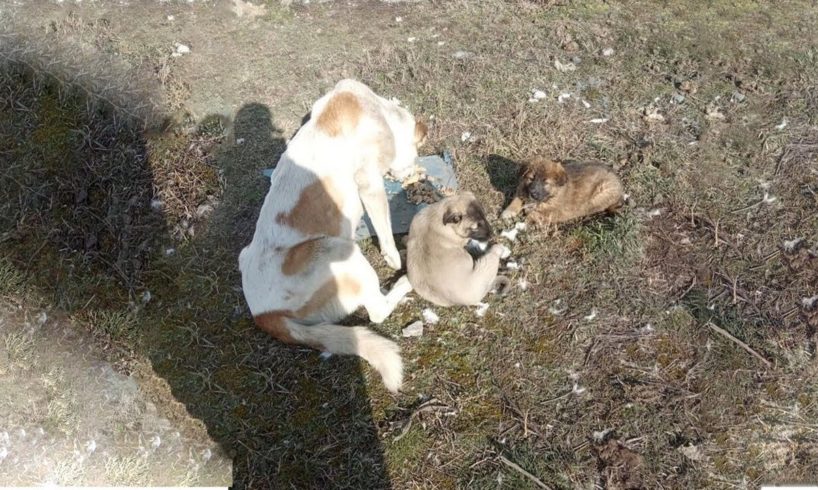 She's Exhausted, Emaciated Still Trying to Protect Her 2 Daughters From the Coldness of Passersby