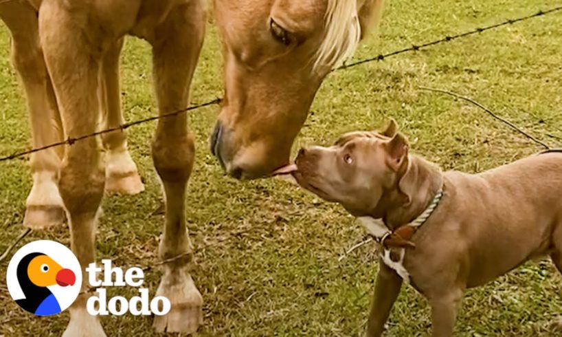 Shelter Pittie Can't Stop Kissing His New Human Sister | The Dodo Pittie Nation