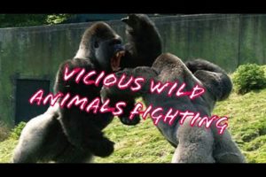 Shocking and Vicious Wild Animal Fights and Battles