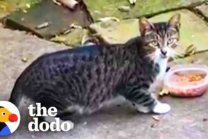 Skittish Cat Befriends Woman Then Has Kittens In Her Garage | The Dodo