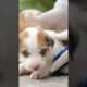 So cute pappy pets funnyvideo cutebaby cuteanimal babyvideo #ytshorts #dogs #shorts