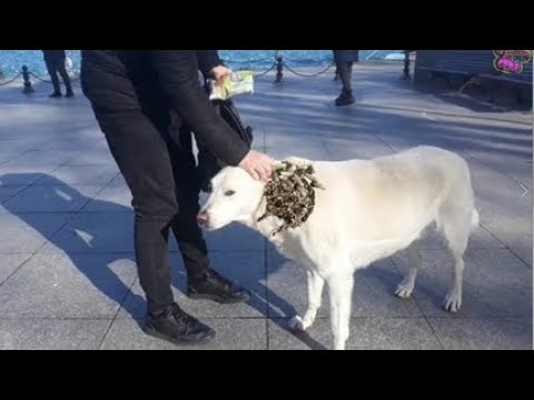 Stray DOG Just Wants Me To Show Him Love and Give Him Food - RESCATE ANIMALES 2022