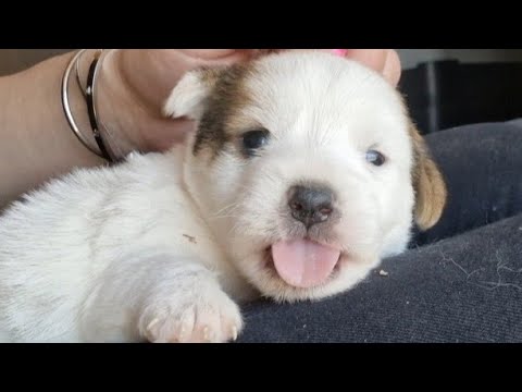 Stray mother dog gave birth to her puppies in the wrong place .