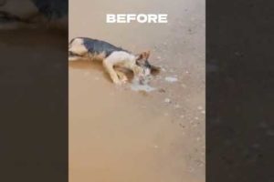 Street Cat Rescue 😭#short