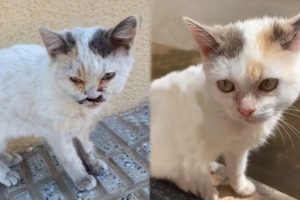 Street Kitten Rescue: Before and After - Save Cat's Life