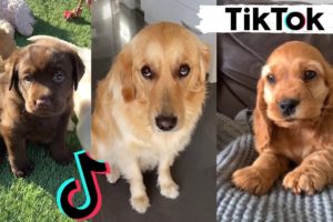 TIK TOKS THAT MAKE YOU GO AAWWW  ~ Funny Dogs of TikTok Compilation ~ Cutest Puppies