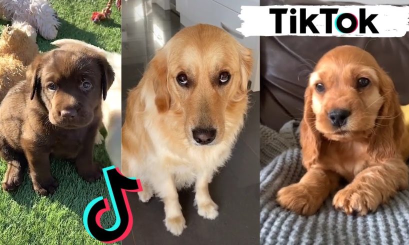 TIK TOKS THAT MAKE YOU GO AAWWW  ~ Funny Dogs of TikTok Compilation ~ Cutest Puppies