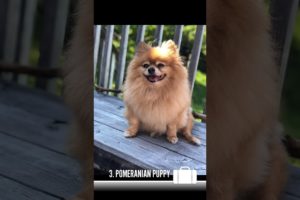TOP 5 DOG BREED THAT HAVE CUTEST PUPPIES. 😍❤️