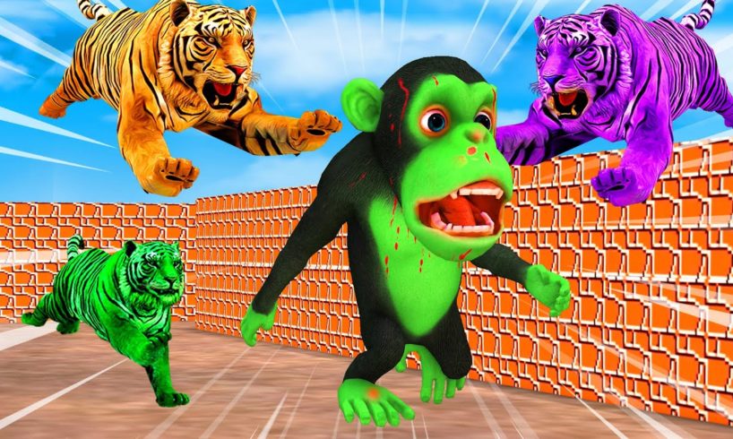 Temple Run Funny Monkey Run away From Zombie Tigers | Zombie Monkey vs Giant Tigers Animal Fight