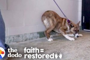 Terrified Dog Finds Out How Much Fun Life Can Be | The Dodo Faith = Restored