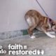 Terrified Dog Finds Out How Much Fun Life Can Be | The Dodo Faith = Restored