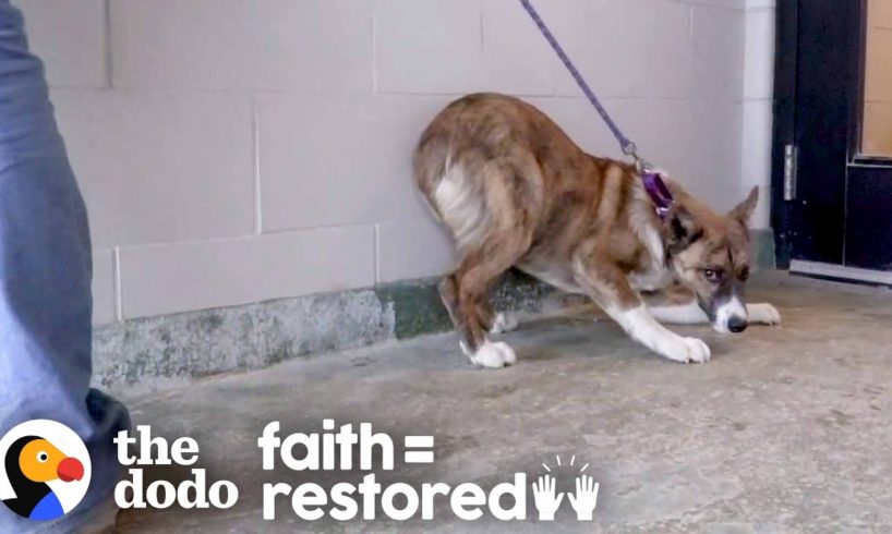 Terrified Dog Finds Out How Much Fun Life Can Be | The Dodo Faith = Restored
