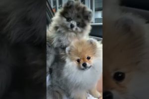The CUTEST PUPPIES 🐶🐶|PETS LOVERS ♥️ #shorts #puppy #pets  #cutedog #funny #compilation