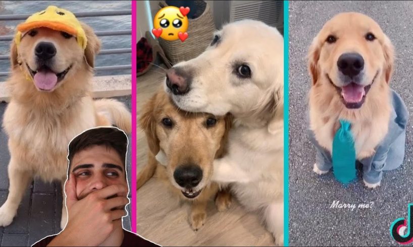The Cutest Dogs/Puppies on TikTok! (Warning: EXTREMELY Cute)
