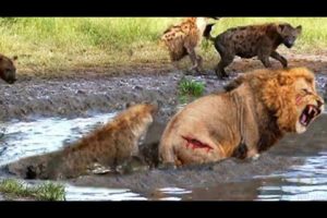 The Greatest Fights In The Animal Kingdom | Top | Animals fight