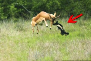 The Impala Definitely Didn’t Expect This. Animal Fights That Got Caught On Camera