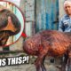 The Mutant Kardashian Sheep of Uzbekistan!!! Cooked 8 Ways!!