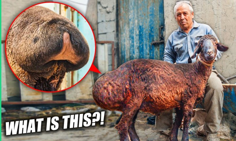 The Mutant Kardashian Sheep of Uzbekistan!!! Cooked 8 Ways!!