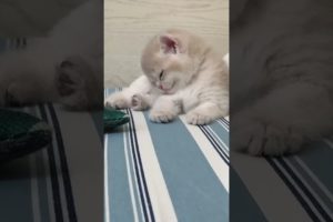 The cutest kitten is sleeping. cutest cat video