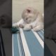 The cutest kitten is sleeping. cutest cat video