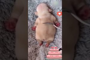 The funniest and cutest puppies #shorts #tiktok #Trending