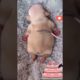 The funniest and cutest puppies #shorts #tiktok #Trending