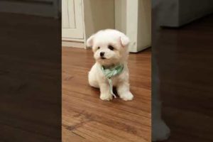 The world's cutest bichon frise lovely and cutest puppy video - Teacup puppies KimsKennelUS