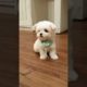 The world's cutest bichon frise lovely and cutest puppy video - Teacup puppies KimsKennelUS
