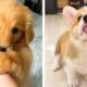 These Cute Puppies are adorable 😍 Watch it all to see what you're doing 😋😎 | Cute Puppies