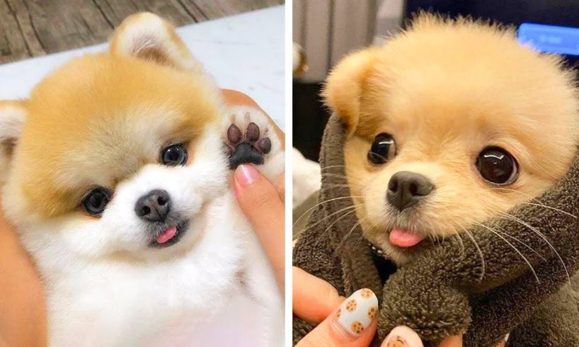 These Puppies are having fun activities😉🤩 I love these cute Puppies😍| Cute Puppies