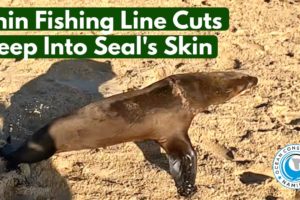 Thin Fishing Line Cuts Deep Into Seal's Skin