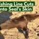 Thin Fishing Line Cuts Deep Into Seal's Skin