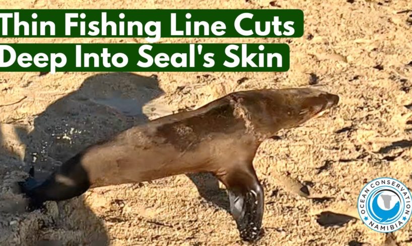 Thin Fishing Line Cuts Deep Into Seal's Skin