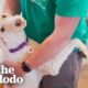 This Poodle Hugs Everyone She Meets | The Dodo Foster Diaries