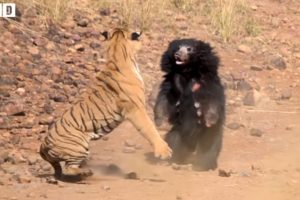 Tiger vs Bear! Who Will Win? Best Fight Ever - Animal Fights | WildlifeHD