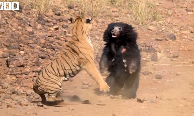 Tiger vs Bear! Who Will Win? Best Fight Ever - Animal Fights | WildlifeHD
