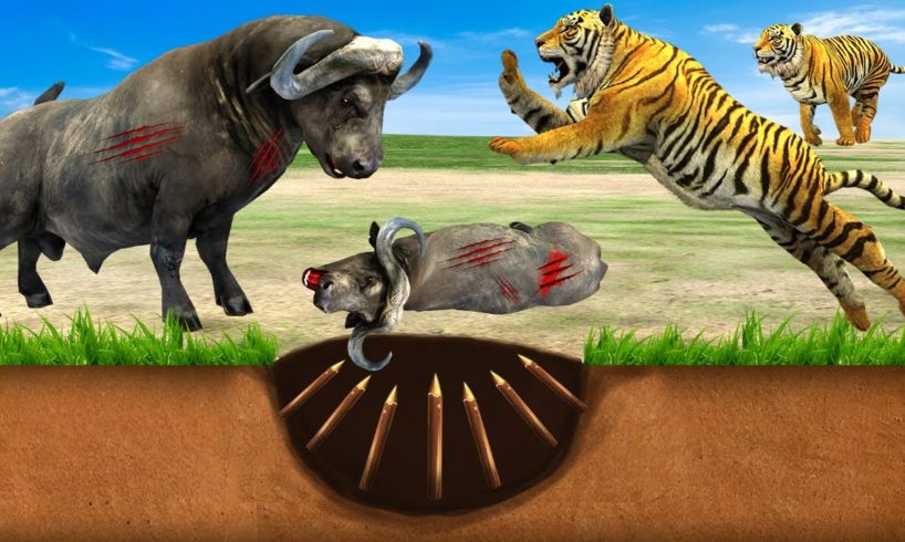 Tiger vs Buffalo Fight Giant Tiger Trap Cow Cartoon Saved By Woolly Mammoth  Wild Animal Fight