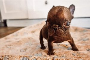 Tiniest Frenchie Was Surrendered To Rescue By His Breeder Who Won't Stop Complaining