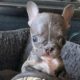 Tiny Frenchie Won't Stop Complaint Who Was Rescued From The Death