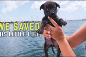 Tiny Puppy Dumped On The Street Rescued by Sailors | Sailing Sunday | Ep. 163